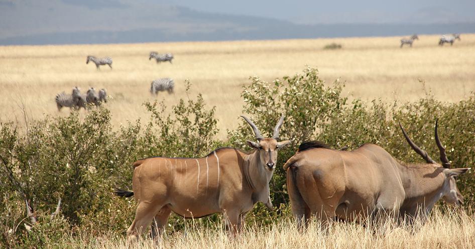 Giraffen und Eland, Masai Mara