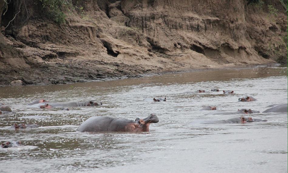 am Mara River