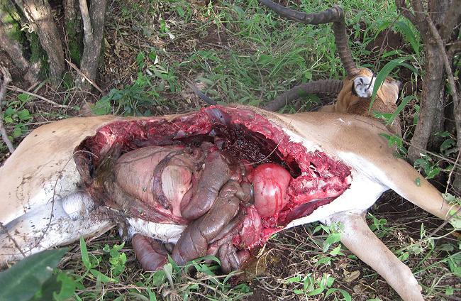 Leopardenbeute, Impala