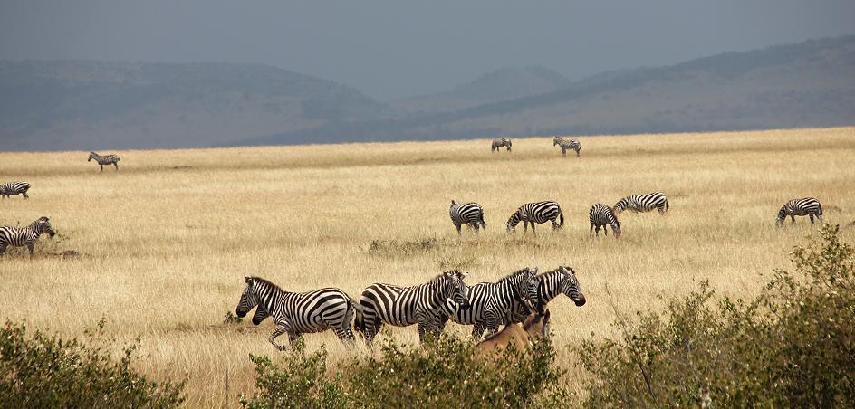 Elenantilopen, Masai Mara