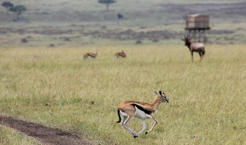 Thomsongazelle