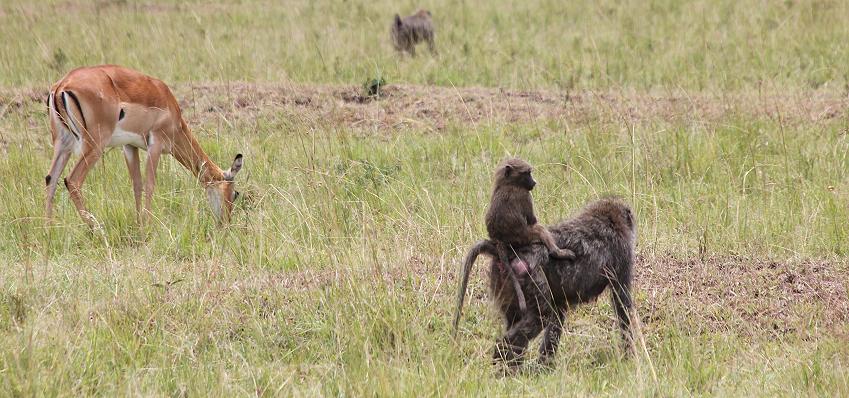 Mara Wildlife