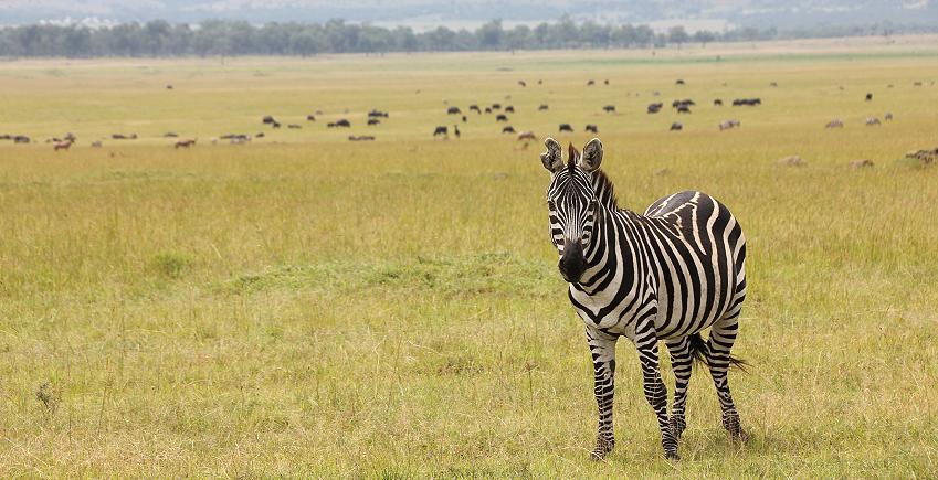 Mara Wildlife