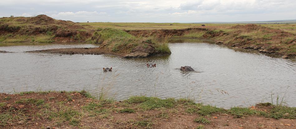 Regenzeit in der Mara, Topi Plains