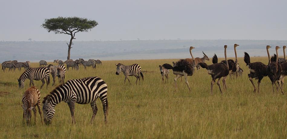 Mara Wildlife