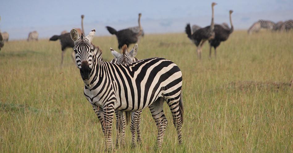 Mara Wildlife