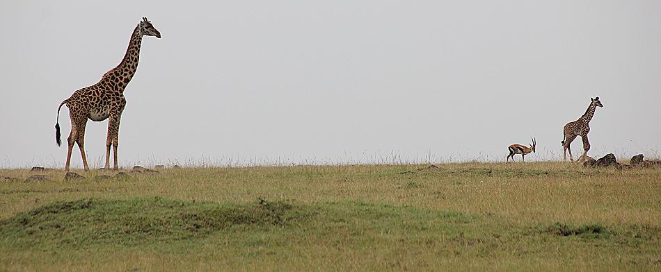 Mara Wildlife
