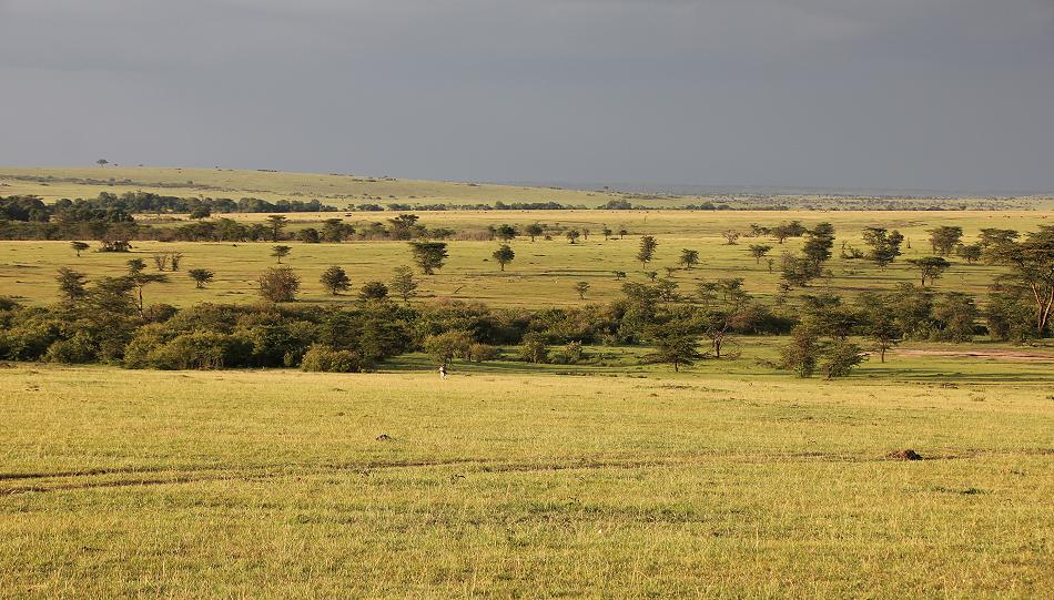 masai mara