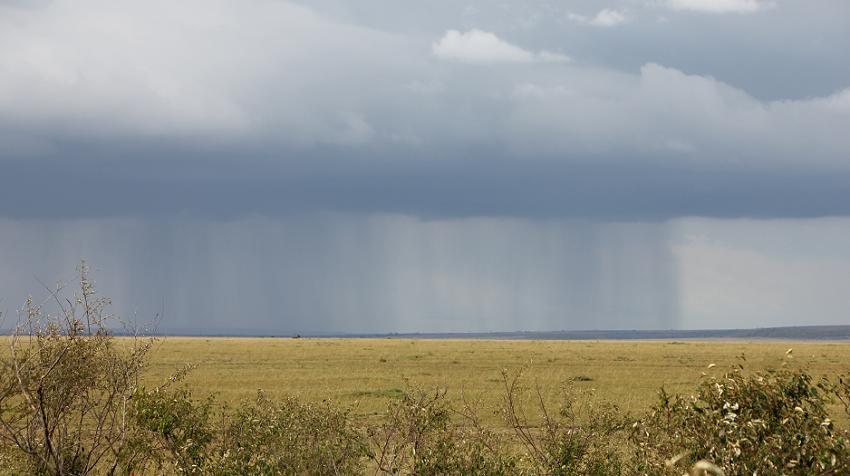 Löwen, Masai Mara, Topi Plains
