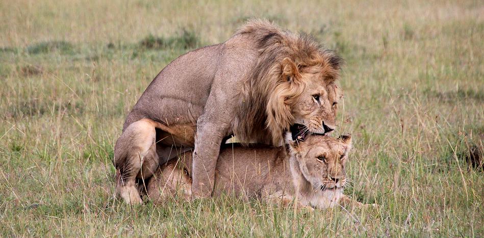 marshpride, Männchen