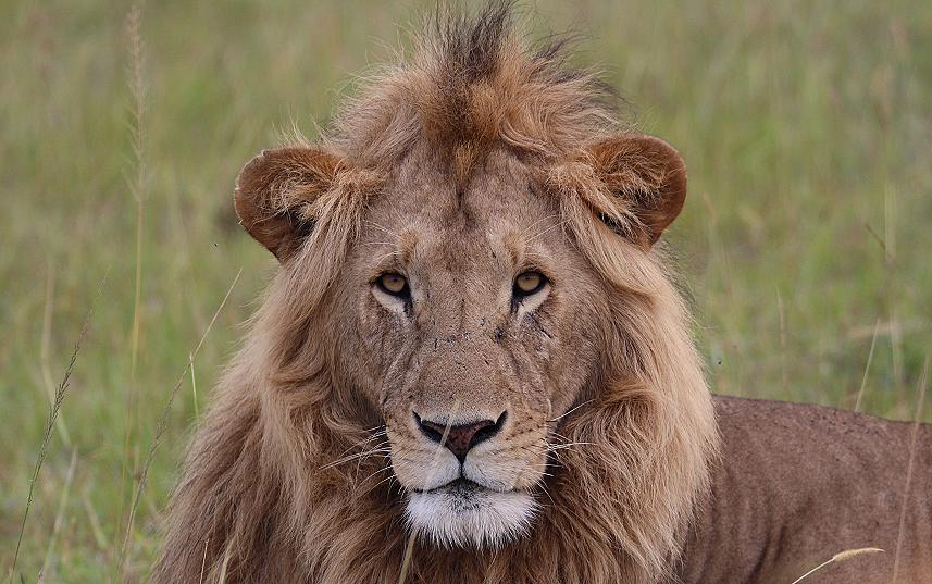 marshpride, Männchen