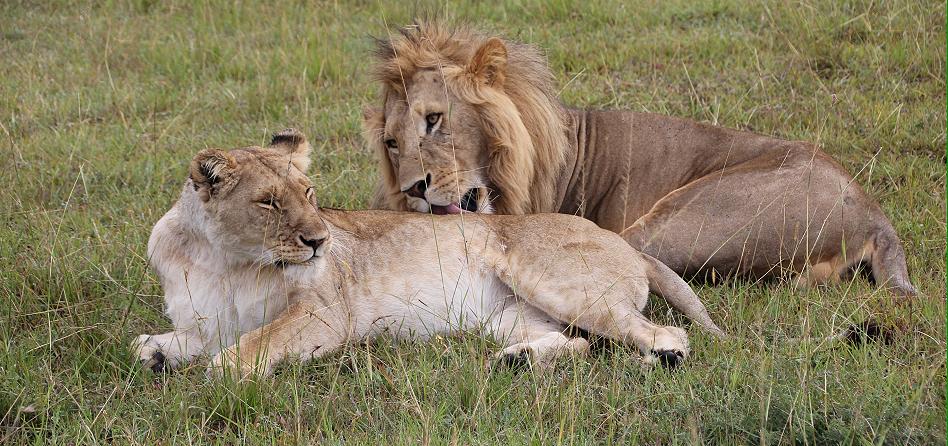 marshpride, Männchen