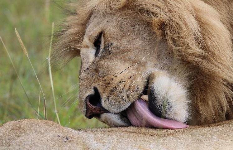 marshpride, Männchen