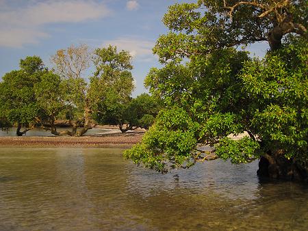 Mbuyu Bungalows - Msambweni Beach