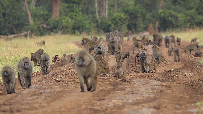 Paviane, Masai Mara