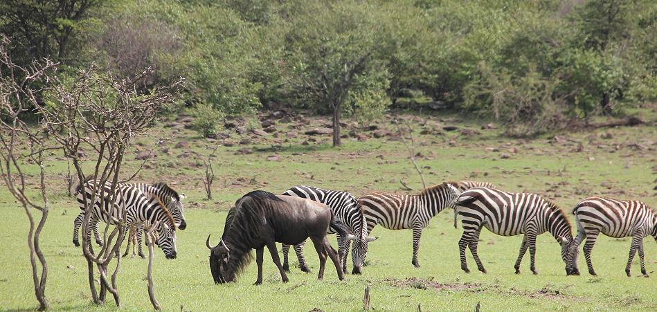Reiten in der Masai Mara