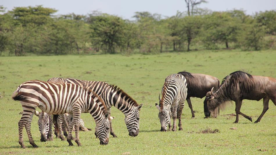Reiten in der Masai Mara