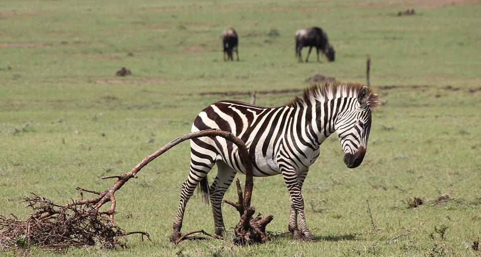 Reiten in der Masai Mara
