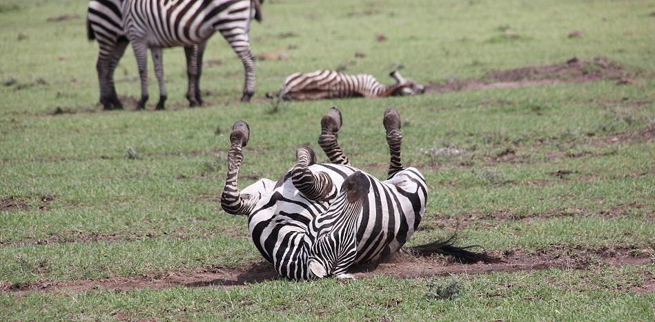 Reiten in der Masai Mara