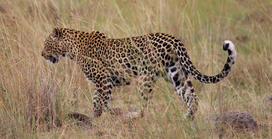 Leopardin, Siri
