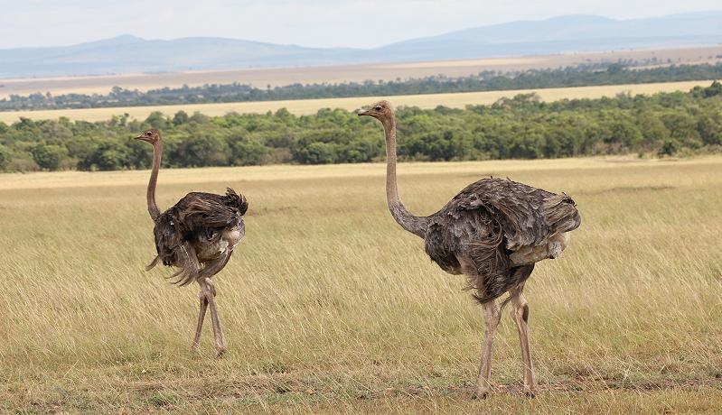 Masai Strauß