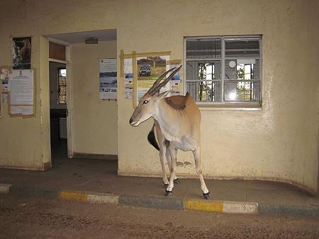Talek Gate, Masai Mara