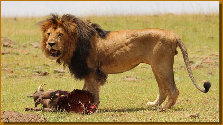 Lipstick, Masai Mara