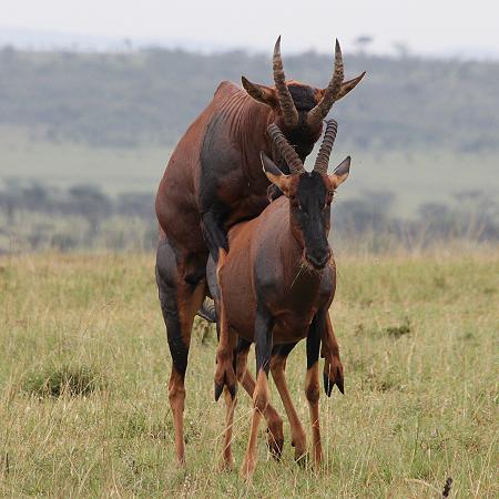 Topi Paarungen