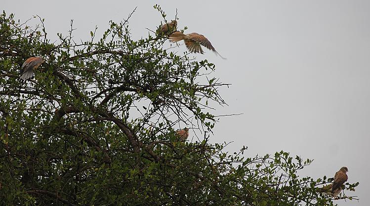 Turmfalke (Falco tinnunculus archeri)
