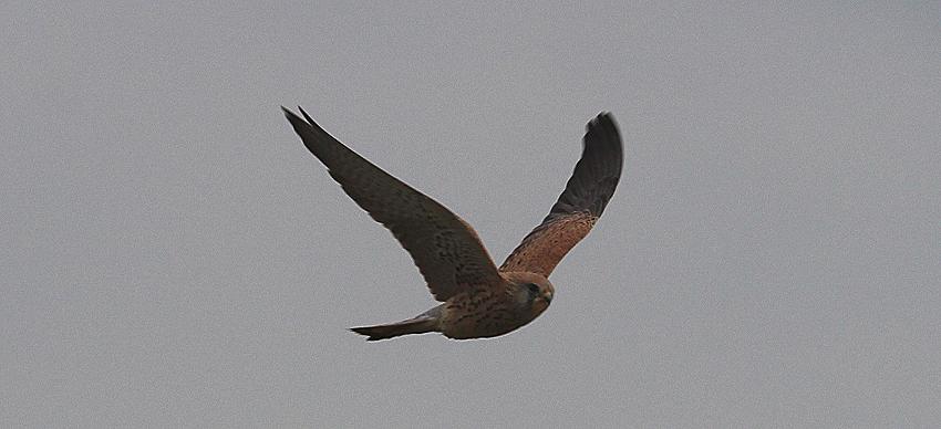 Turmfalke (Falco tinnunculus archeri)