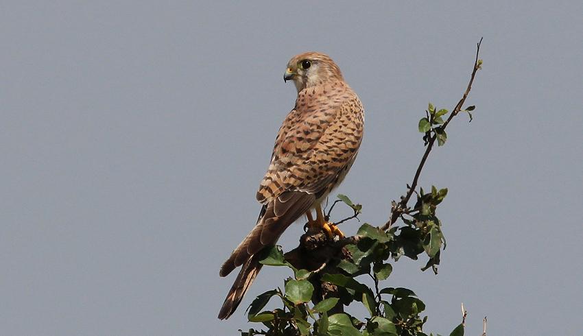Turmfalke (Falco tinnunculus archeri)