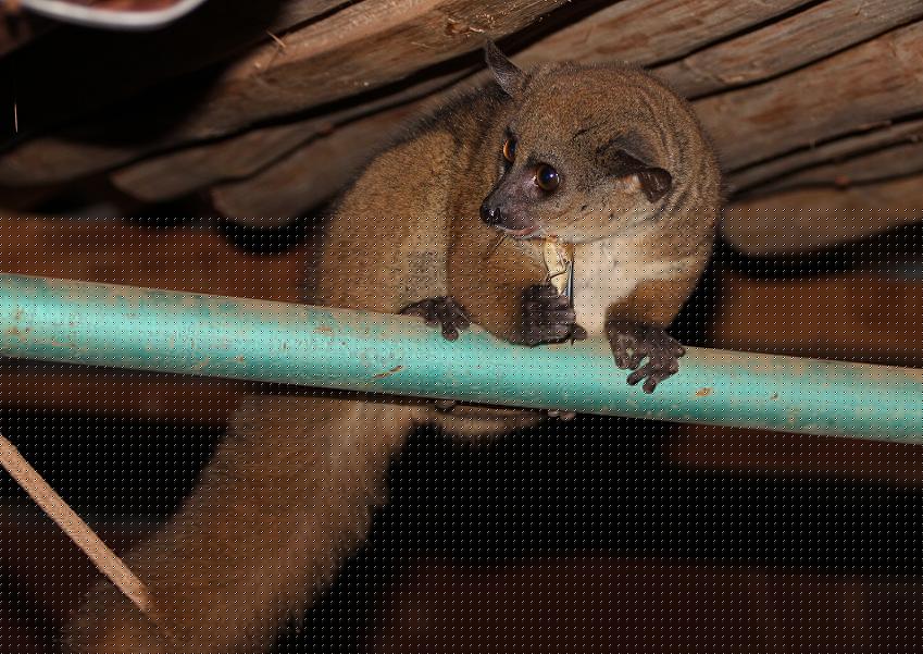 Bushbaby im Sentrim Tsavo, ex Tarhi Camp