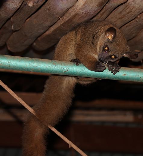 Bushbaby im Sentrim Tsavo, ex Tarhi Camp