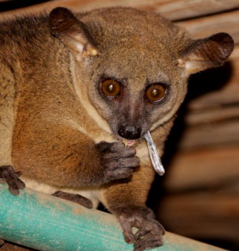 Bushbaby im Sentrim Tsavo, ex Tarhi Camp