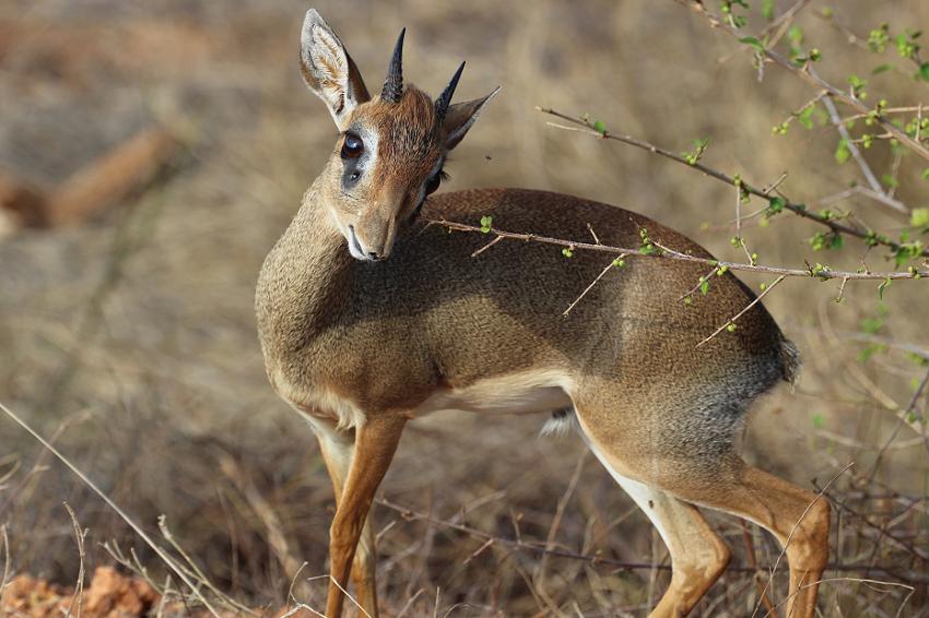 Dik Dik