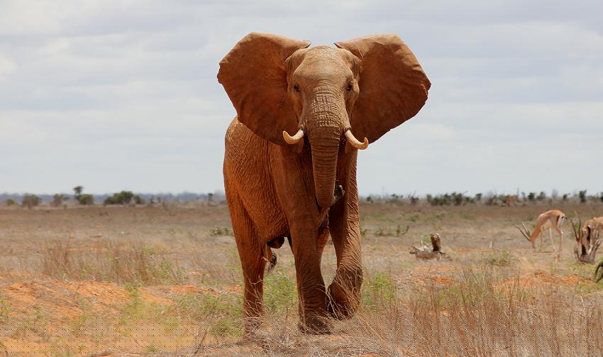 Elefant