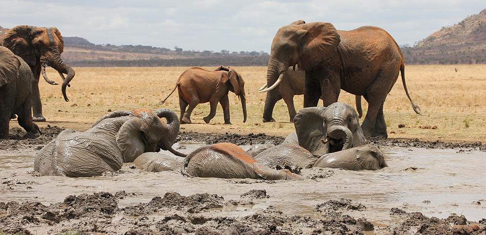 rote Tsavo Elefanten