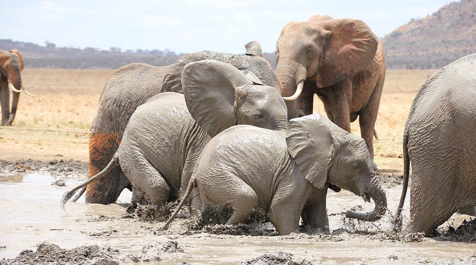 rote Tsavo Elefanten