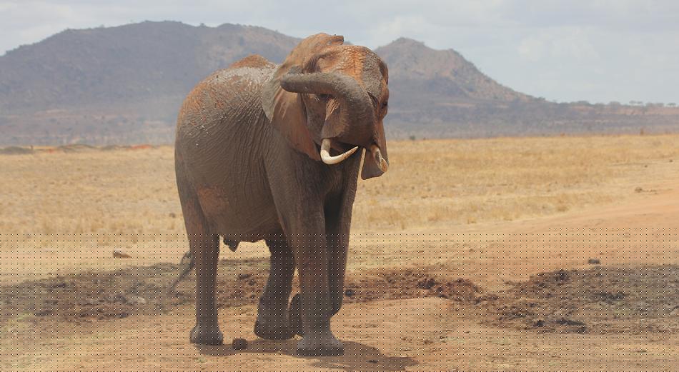 rote Tsavo Elefanten