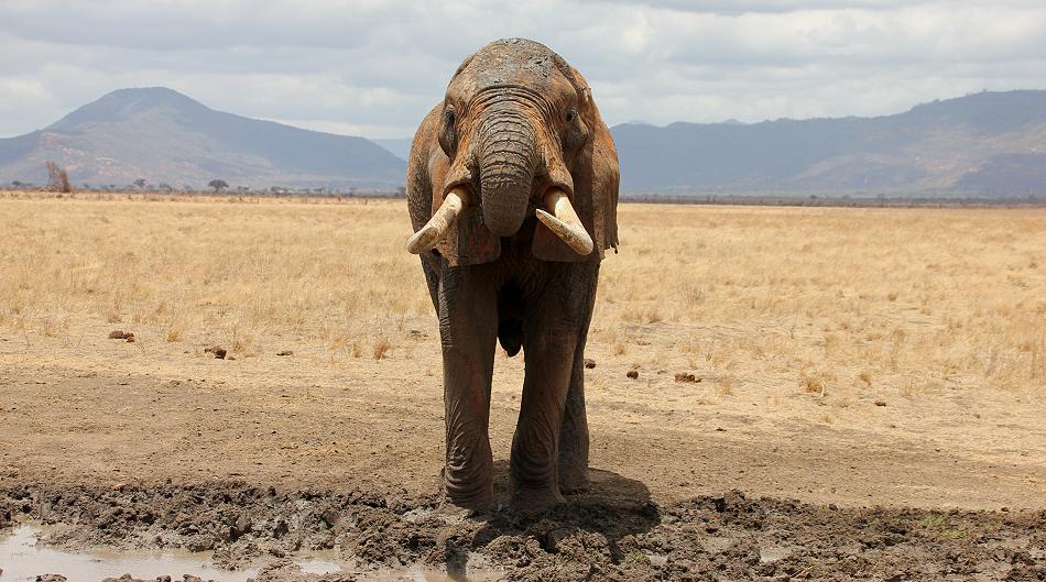 rote Tsavo Elefanten