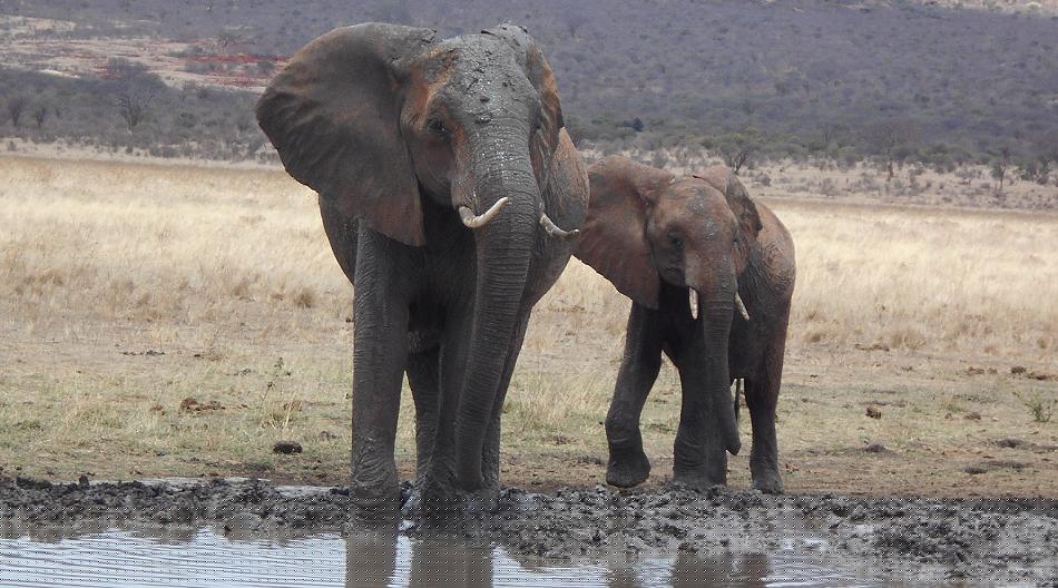 rote Tsavo Elefanten