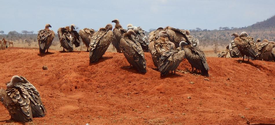 Weißrückengeier im Tsavo