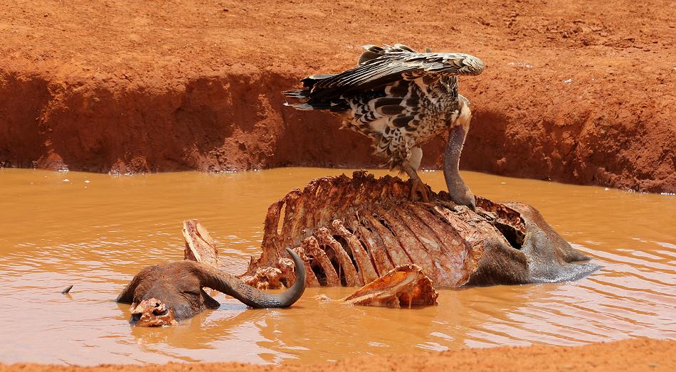Weißrückengeier im Tsavo
