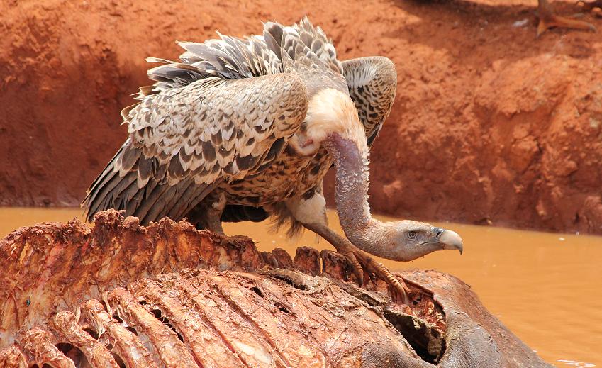 Weißrückengeier im Tsavo