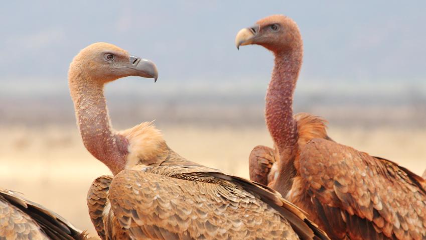 Weißrückengeier im Tsavo