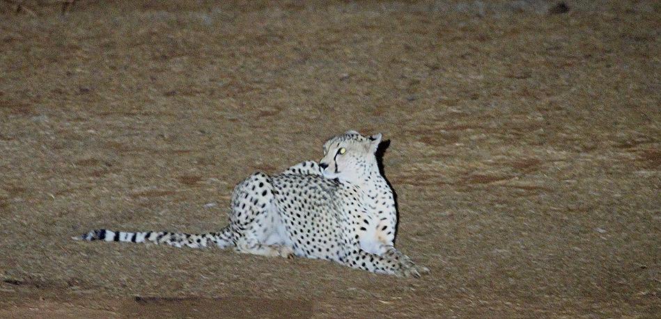 Gepard im Ngutuni Reservat