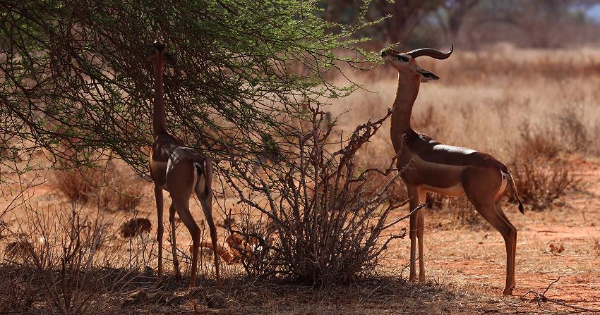 Gerenuk im Ngutuni Rerservat