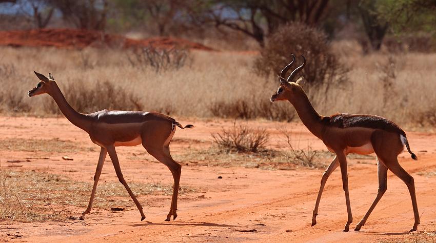 Gerenuk im Ngutuni Rerservat