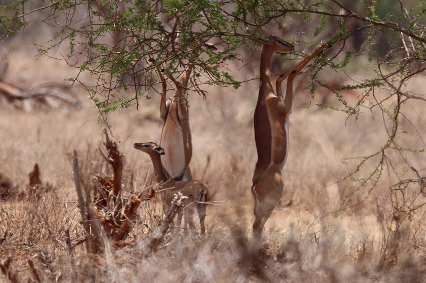 Gerenuk im Ngutuni Resrvat