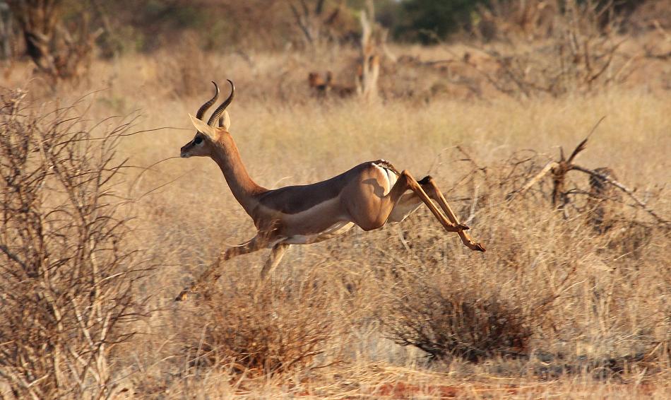 Gerenuk im Ngutuni Reservat